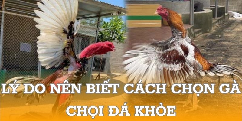 Lý do nên biết cách chọn gà chọi đá khỏe