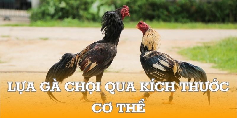 Lựa chọn gà mái chọi qua kích thước cơ thể