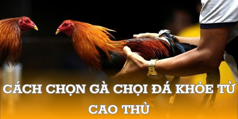 Cách chọn gà chọi đá khỏe từ cao thủ